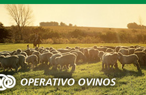 Op. Ovinos